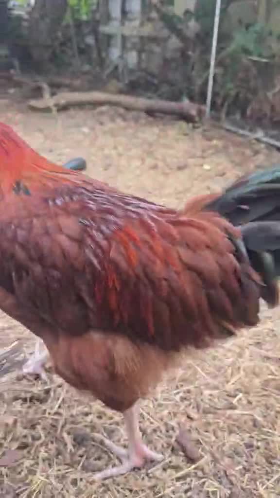 Hens poultry for sale: 4 Rousters need rehoming - Video 3