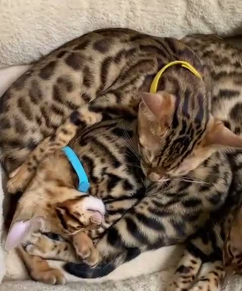 Bengal cats for sale: Beautiful Purebred Bengal Kittens – Ready Now! - Video 1