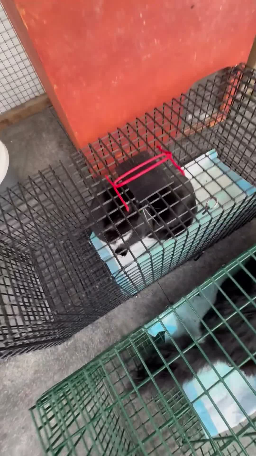 Bombay cats for sale: Two boys and one girl semi feral - Video 2