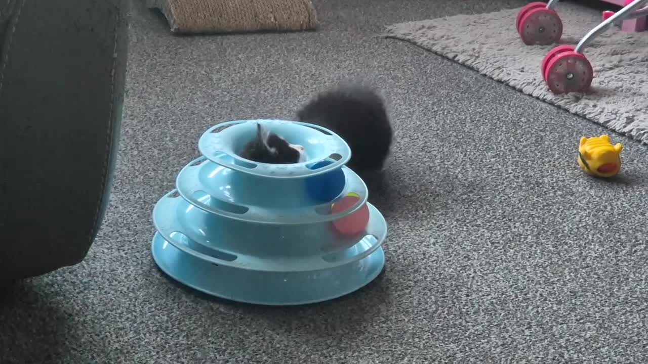 Mixed Breed cats for sale: 4 black and white kittens - Video 3