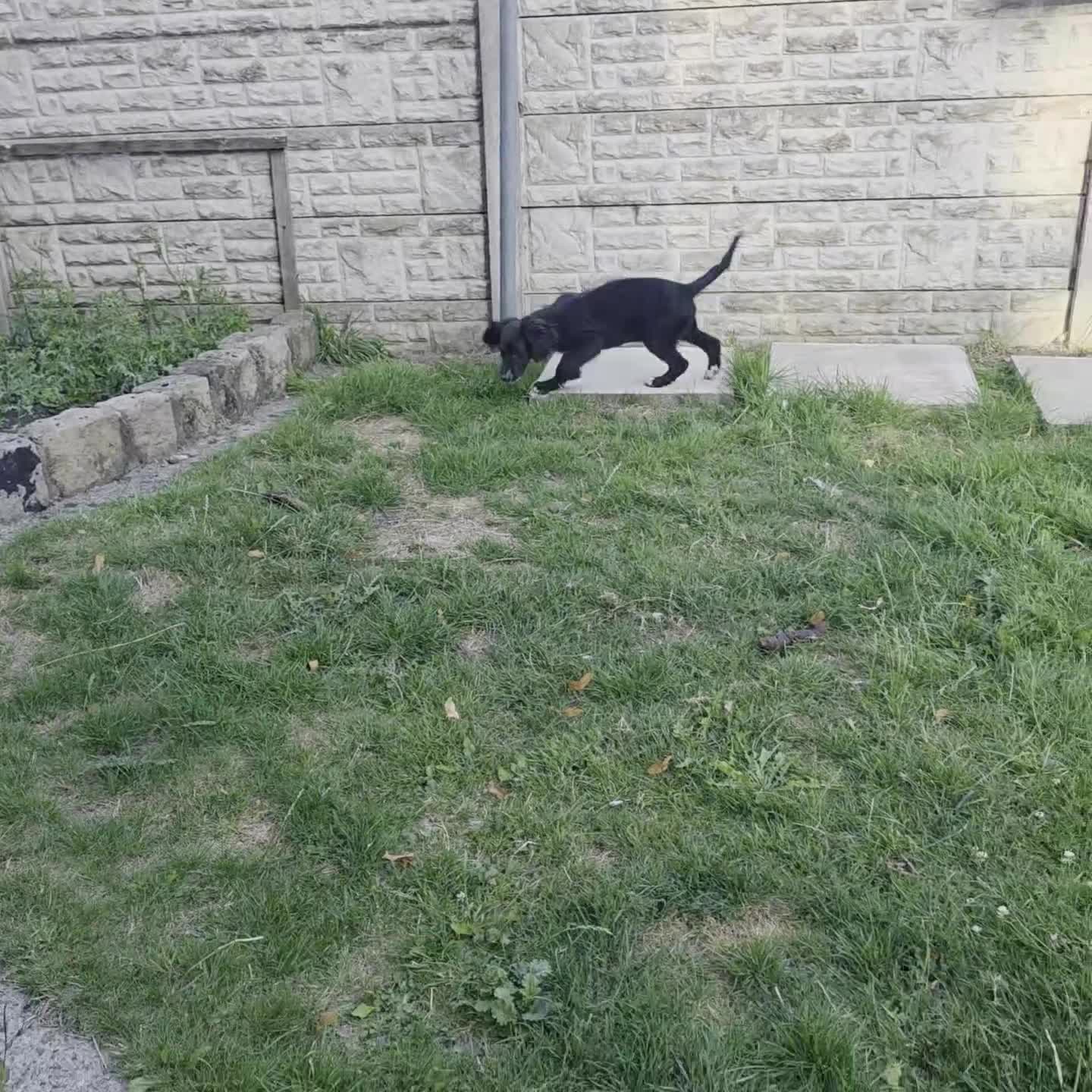 Mixed Breed dogs for sale: For sale cockapoo and springer spaniel - Video 1
