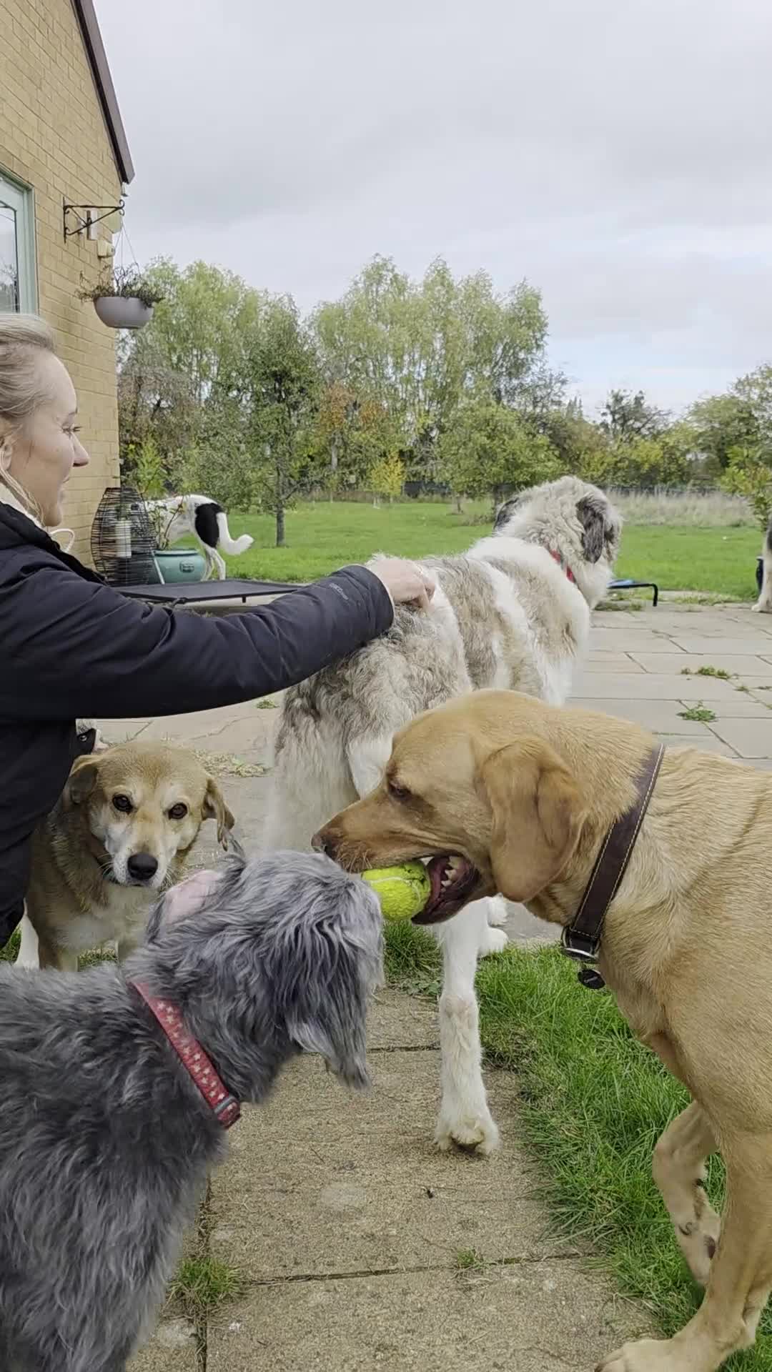 Mixed Breed dogs for adoption: Perfect PICKLE - Video 4