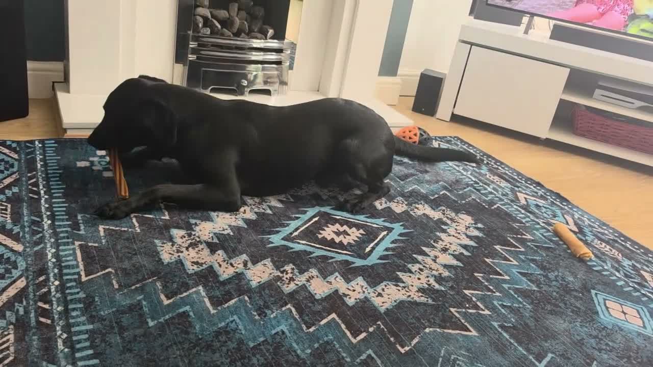 Labrador Retriever dogs for sale: Willow - Young Labrador looking for a special home - Video 1