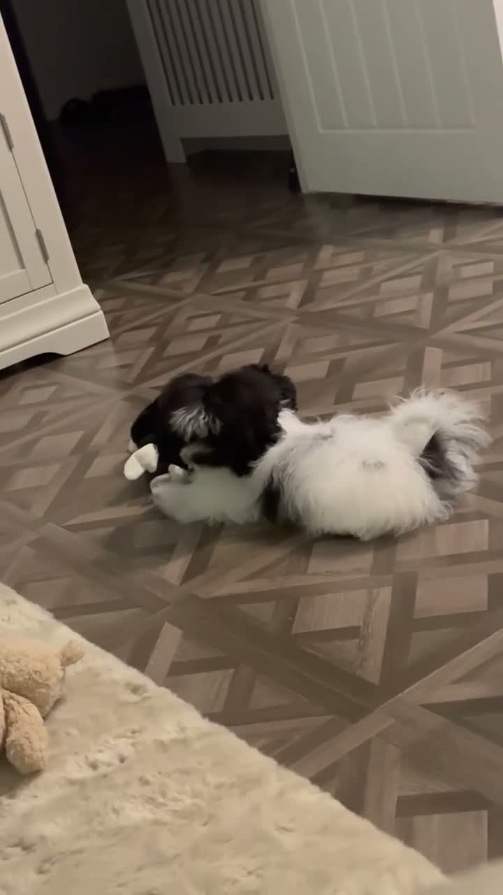 Pomapoo dogs for sale: Miniature Pomapoo Maltipoo & Pomeranian Hybrid  - Video 1