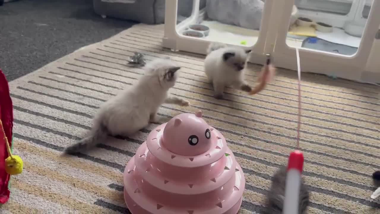 Ragdoll cats for sale: Health Tested Ragdoll Babies - Video 1