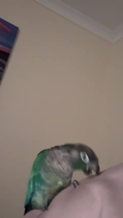 Conures birds for sale: Conure  - Video 2