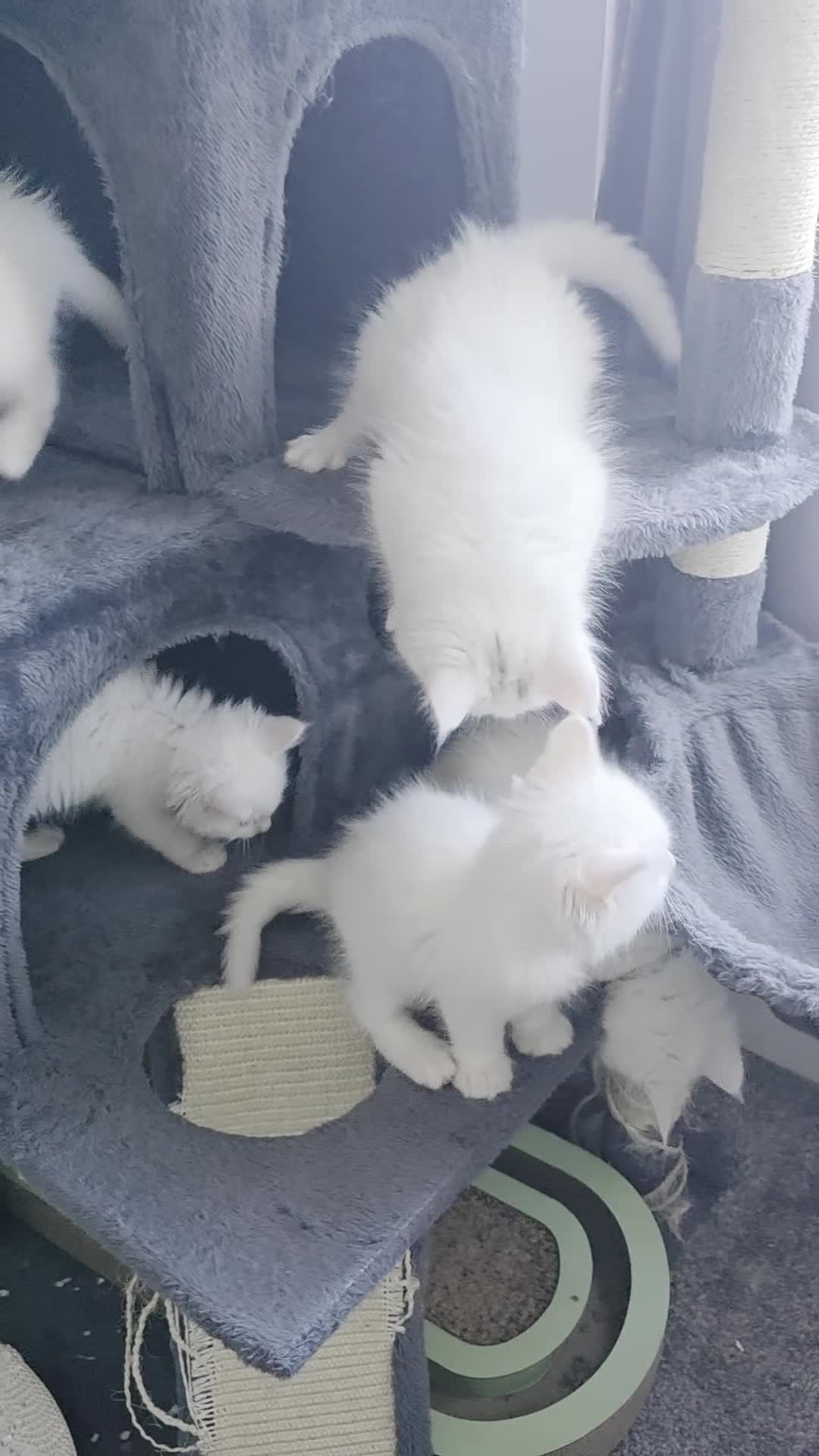 Maine Coon cats for sale: Maine coon kittens - Video 1
