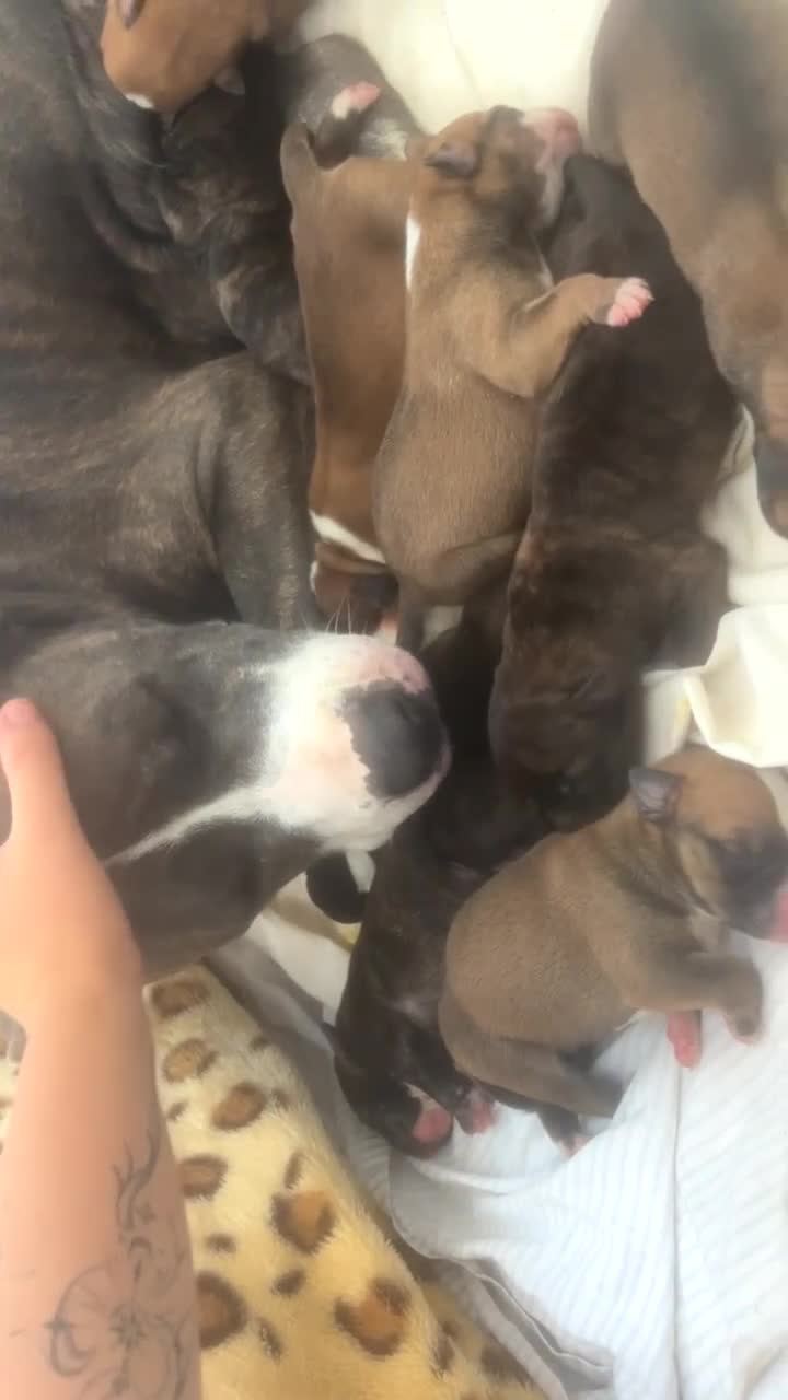 Mixed Breed dogs for sale: Staffy cross Belgium Shepard puppys  in Gosport - Video 1