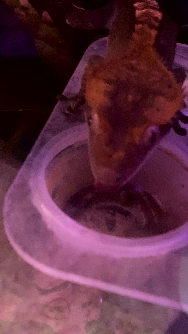 Gecko reptiles for sale: Tuko the crested gecko - Video 4