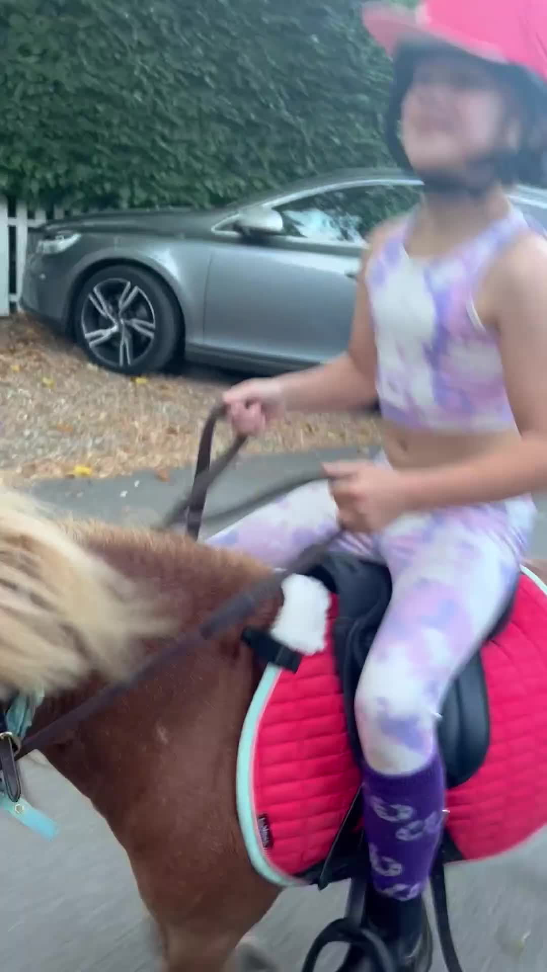 Shetland pony horses for sale: Miniature Shetland - Video 1