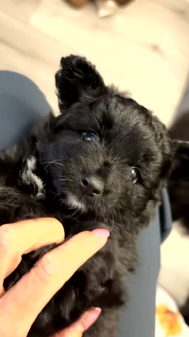 Mixed Breed dogs for sale: Pomapoo puppy  - Video 1