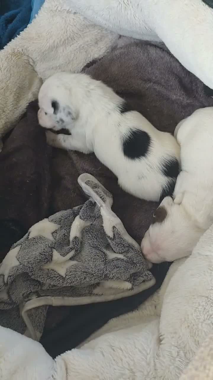 Mixed Breed dogs for sale: Beautiful Staffordshire Bull Terrier cross puppies - Video 4