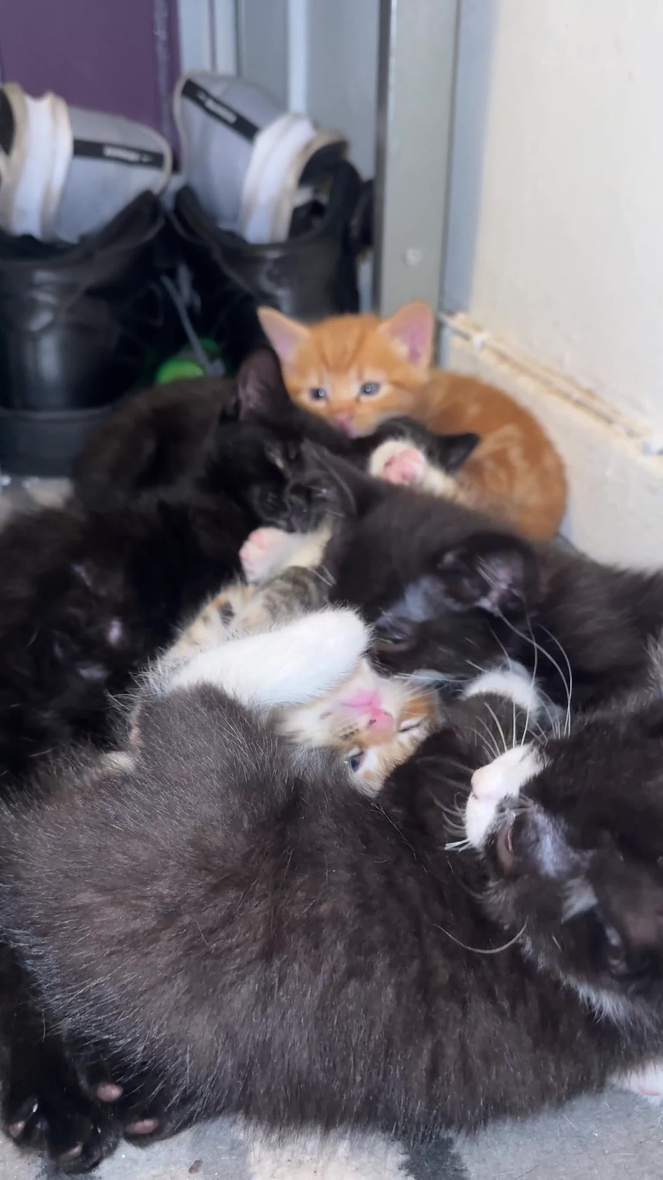 Mixed Breed cats for sale: Mixed breed  - Video 2