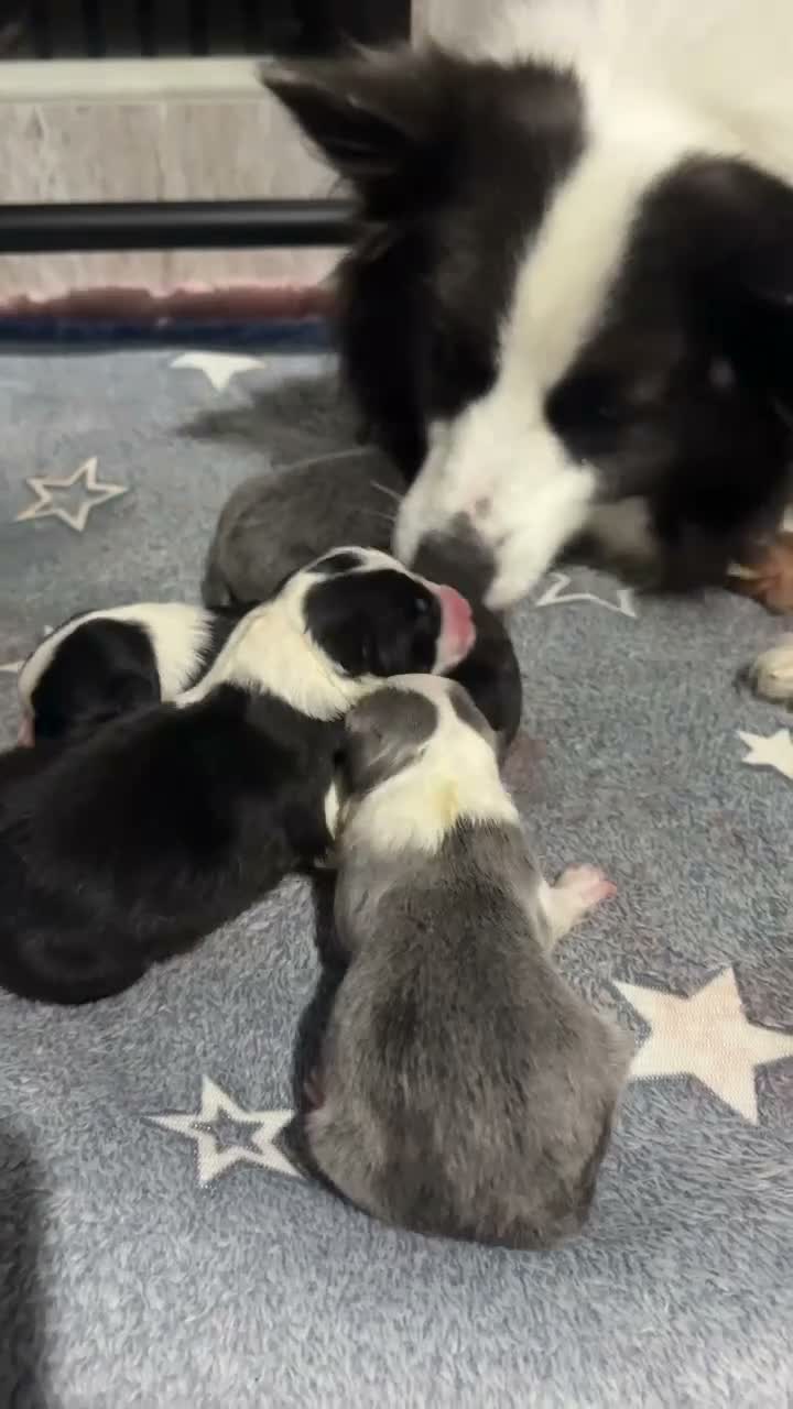 Border Collie dogs for sale: Border Collie Pups  - Video 1
