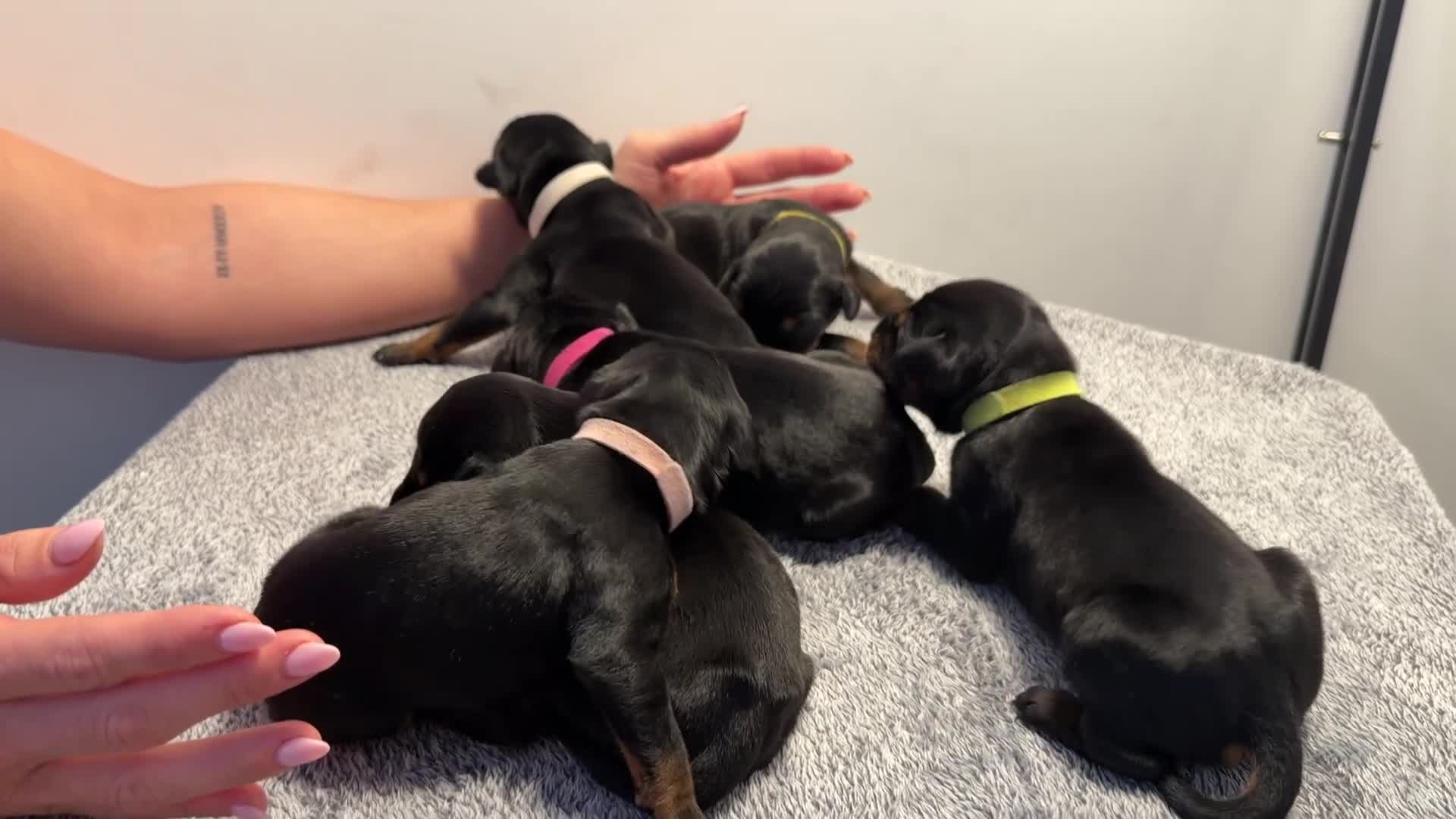 Dobermann dogs for sale: ⭐️🩸12x Championship Bloodline Doberman Puppies - Video 2