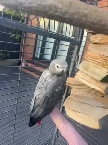 Parrots birds for sale: Smokey  - Video 1