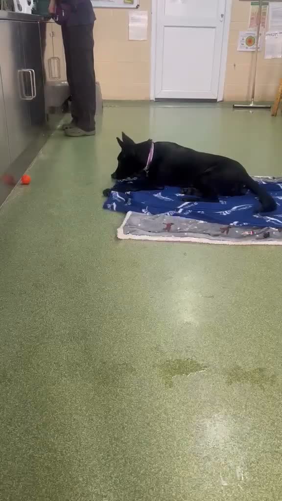 Mixed Breed dogs for adoption: ❤️🐶 MULAN – BEAUTIFUL, BRILLIANT & READY  - Video 3
