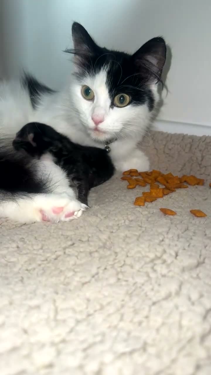Mixed Breed cats for sale: One singular male kitten  - Video 1