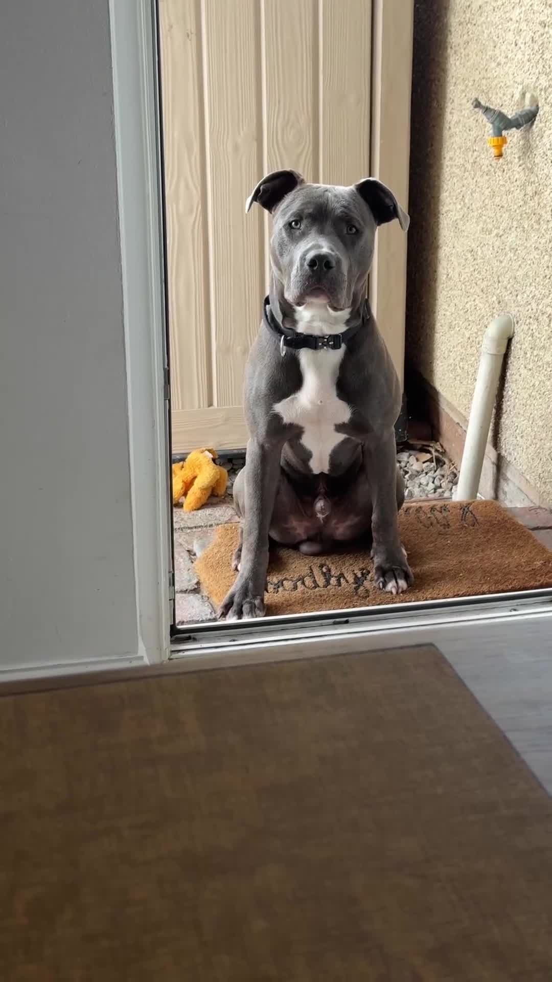 Staffordshire Bull Terrier dogs for sale: 7 month old puppy  - Video 1