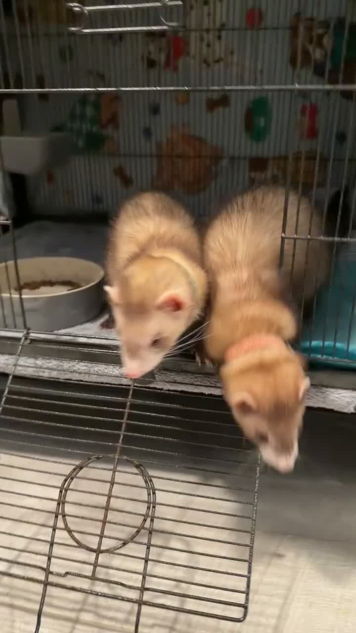 Ferret rodents for sale: Ferrets  - Video 1