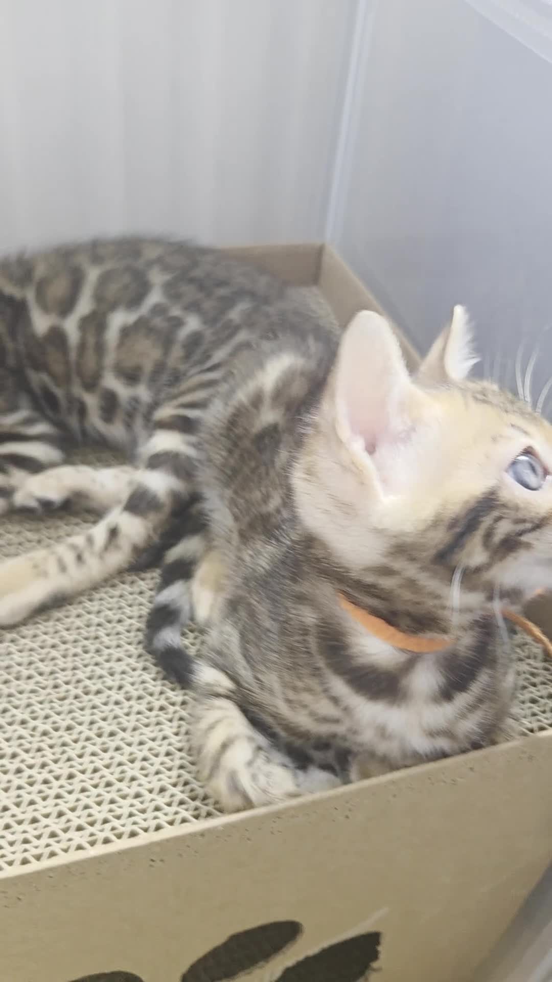 Bengal cats for sale: ⚜️Bengal kittens Tica registered ⚜️ - Video 2