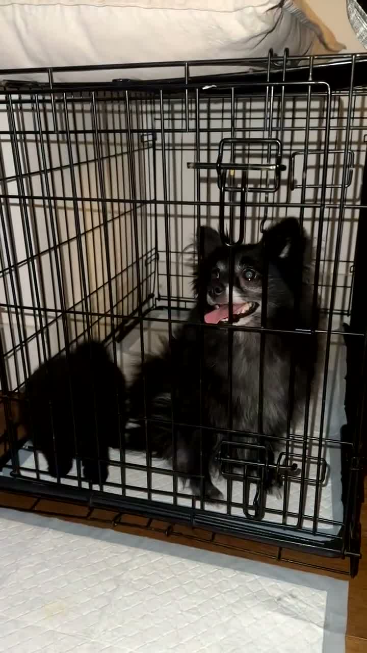 Pomeranian dogs for sale: 1 playful, beautiful Pomeranian for SALE!!! in Dagenham - Video 1