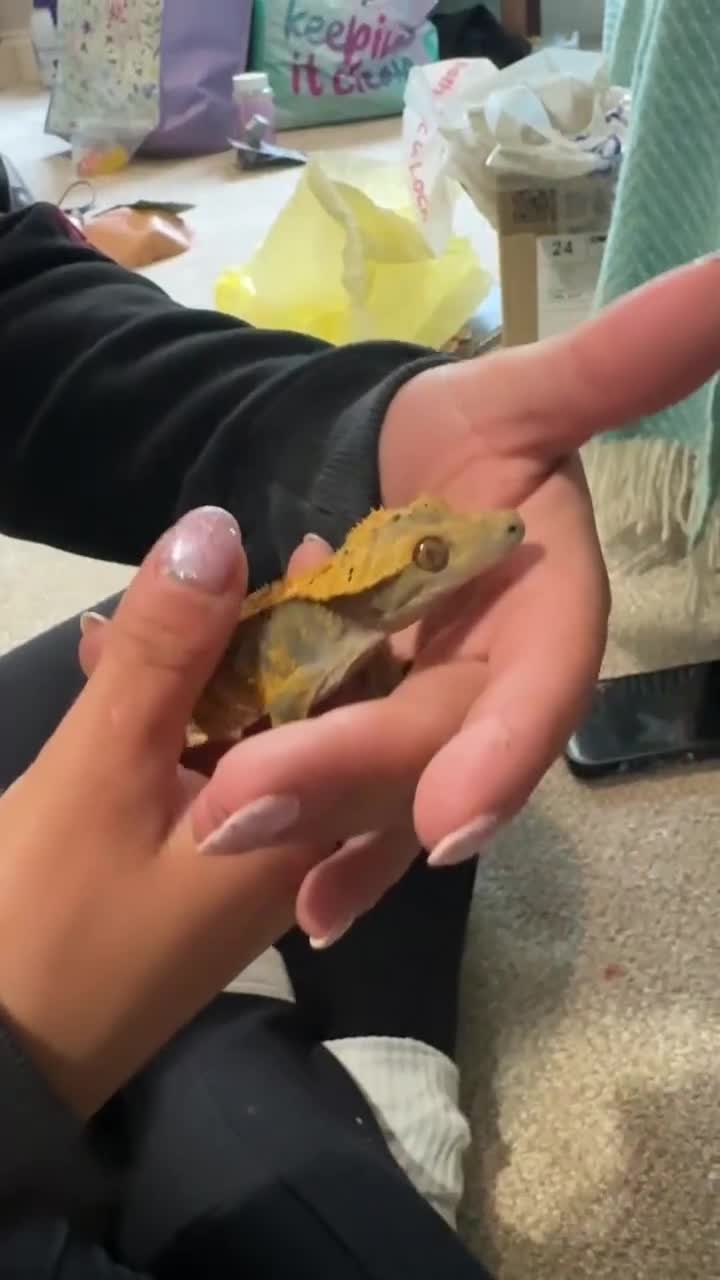 Gecko reptiles for sale: Two crested geckos  in Dunmow - Video 2