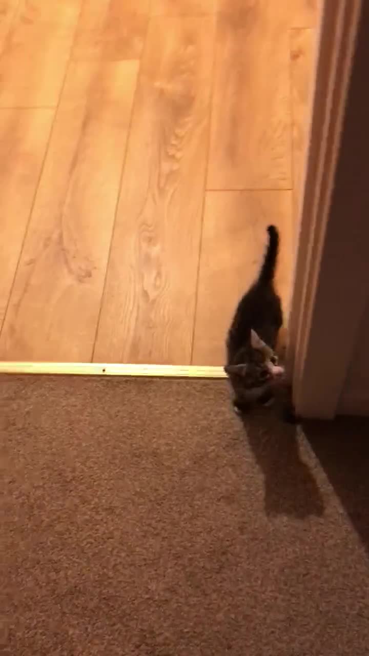 Mixed Breed cats for sale: Cute Kittens for sale - Video 3