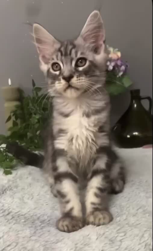 Maine Coon cats for sale: Maine coon kittens TICA registered  - Video 4
