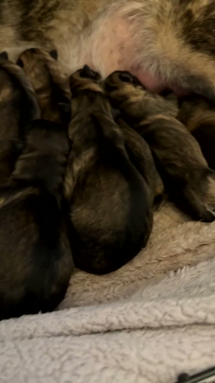 German Shepherd dogs for sale: German Shepherd puppies ready just before  **   in Lichfield - Video 2