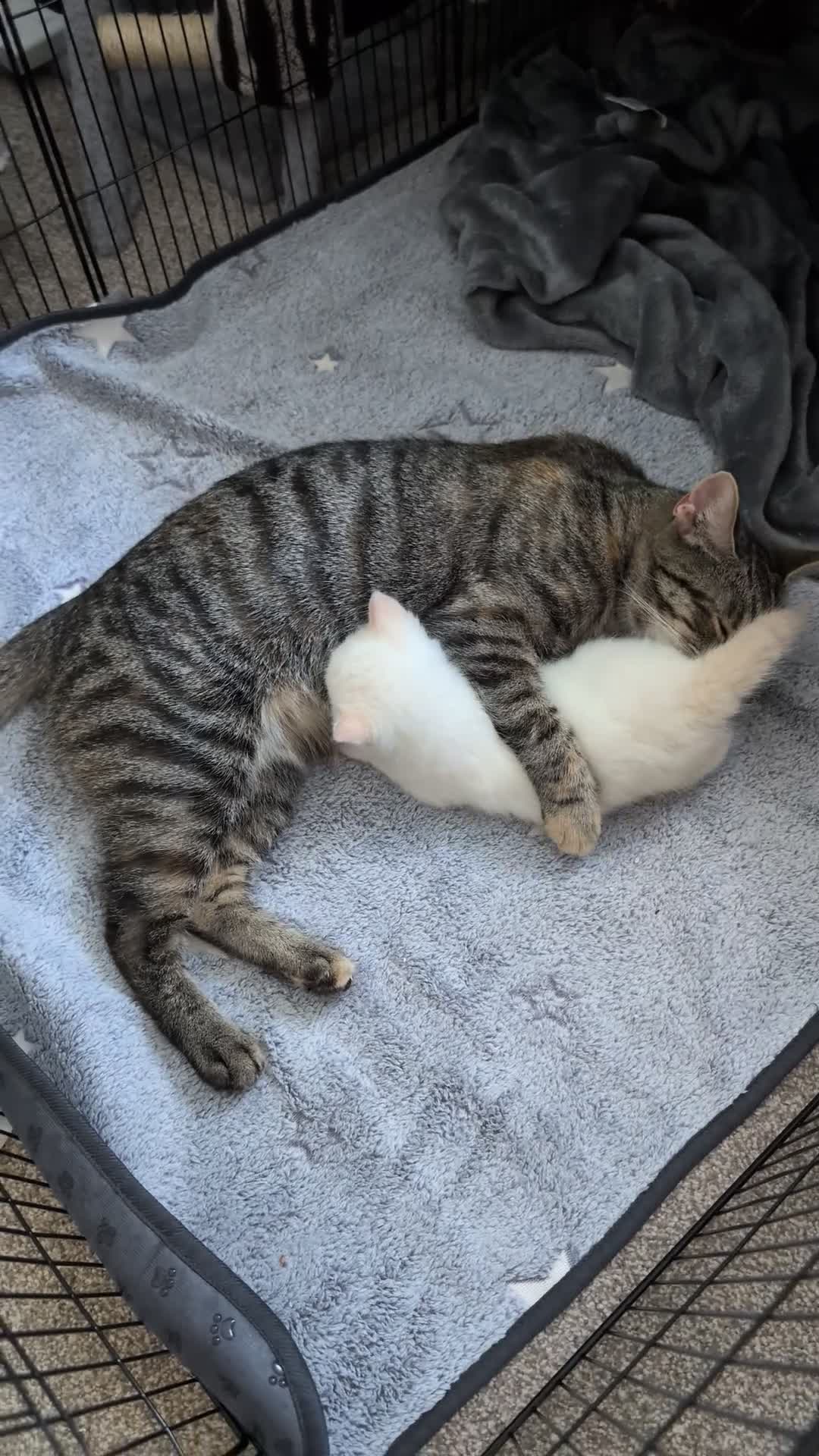 Mixed Breed cats for sale: 2 Beautiful kittens  - Video 1