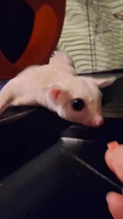 Sugar Glider rodents for sale: Pair of male Sugar Gliders  - Video 2