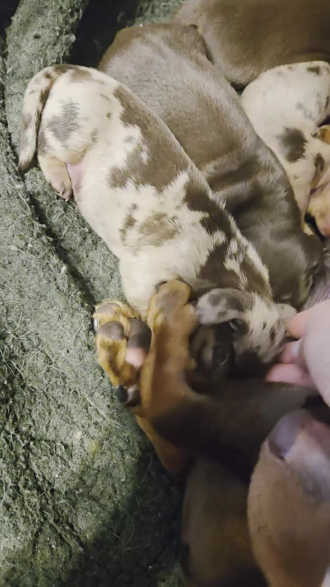 Miniature Dachshund dogs for sale: Miniature Dachshund - Video 1
