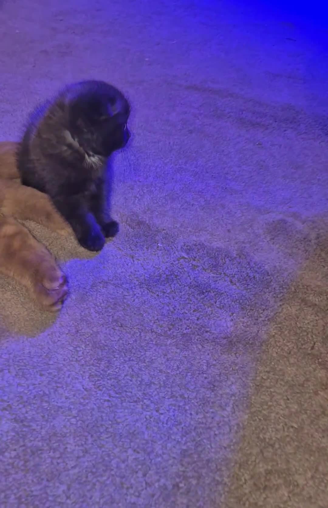 Scottish Fold cats for sale: *Reduced*TICA REGISTERED  - Video 2