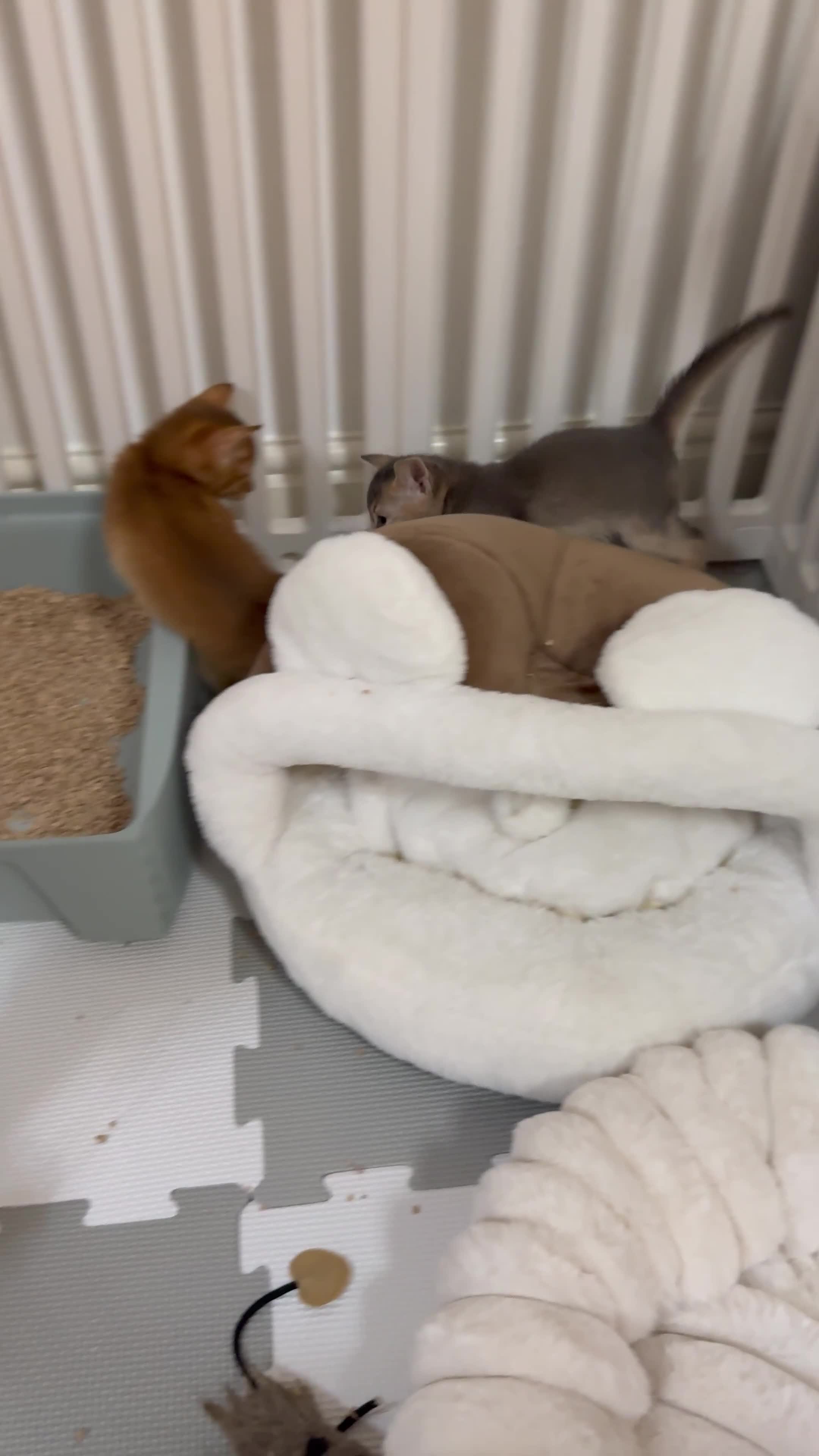 Abyssinian cats for sale: Abyssinian Kittens 🐾 - Video 1