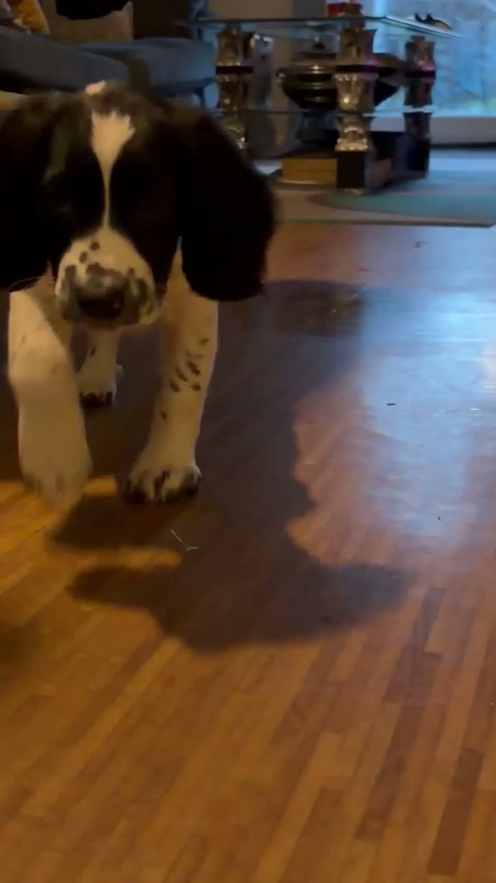 Mixed Breed dogs for sale: Loki! in Havant - Video 1