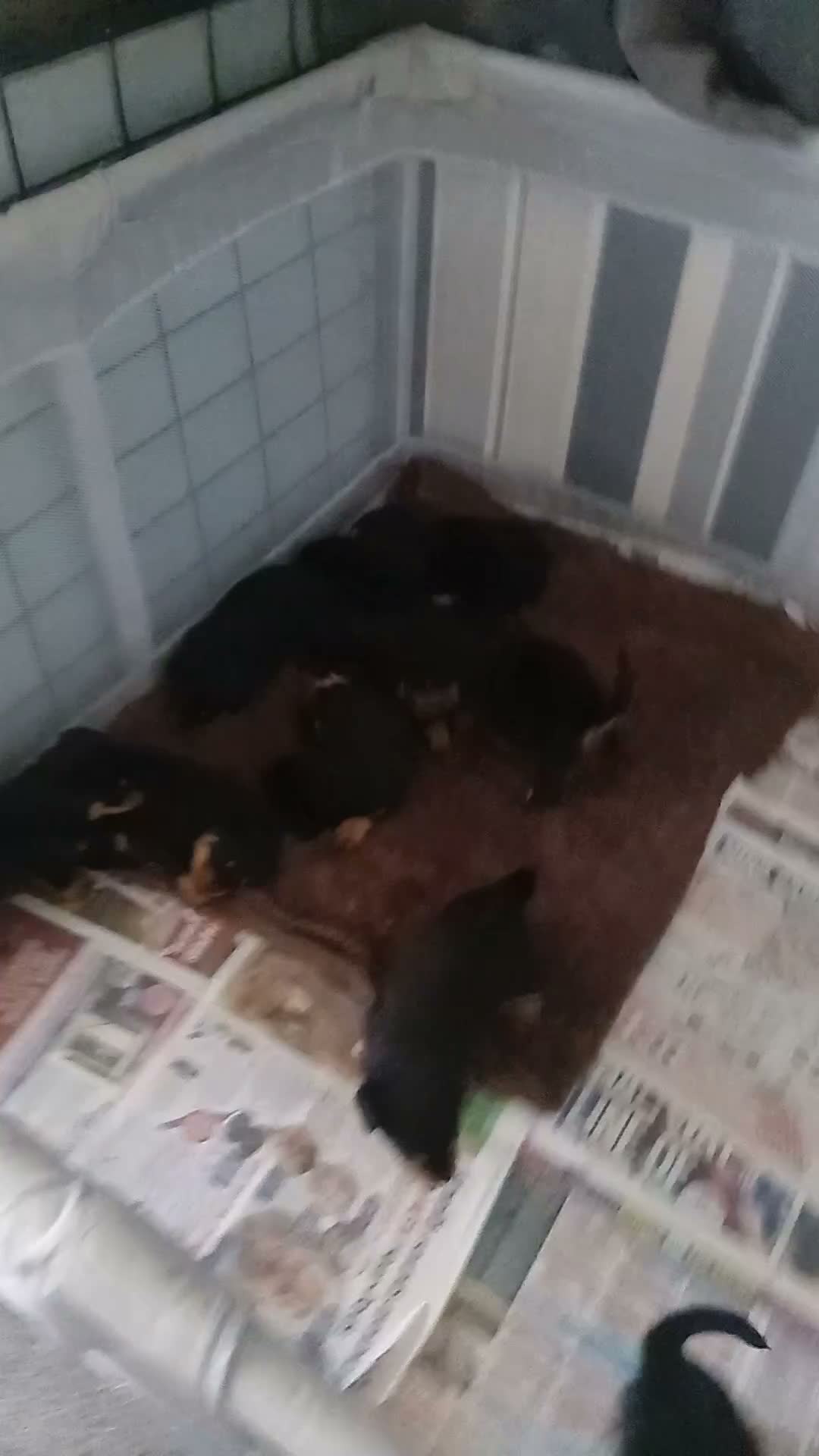 Rottweiler dogs for sale: Pure breed rottweilers  - Video 1