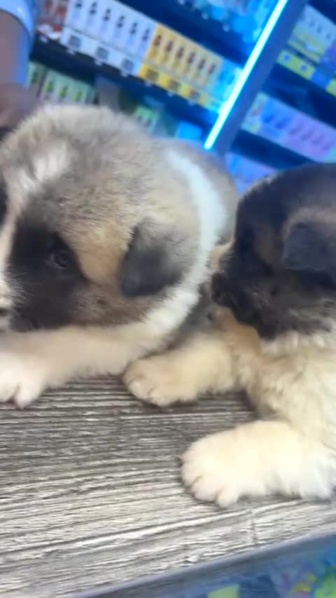 Akita dogs for sale: Americqn Akita Puppies for sale in Sheffield - Video 3