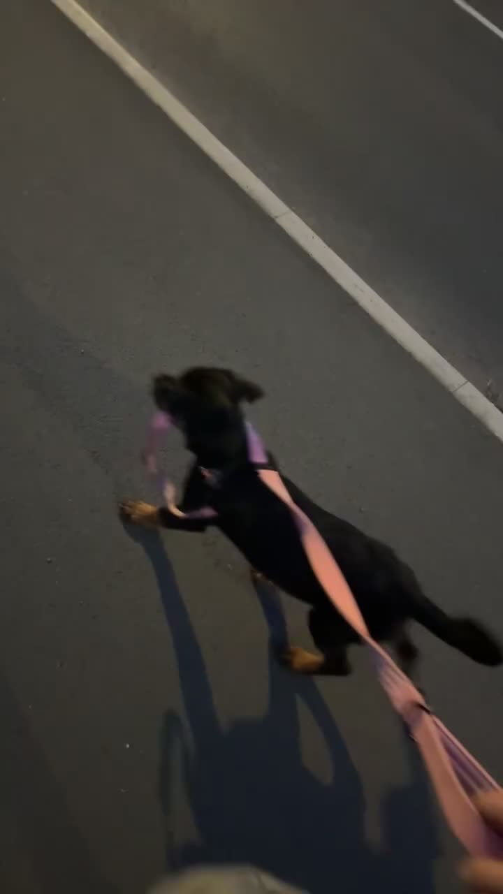 Rottweiler dogs for sale: 2 year old Rottweiler  in Derby - Video 2