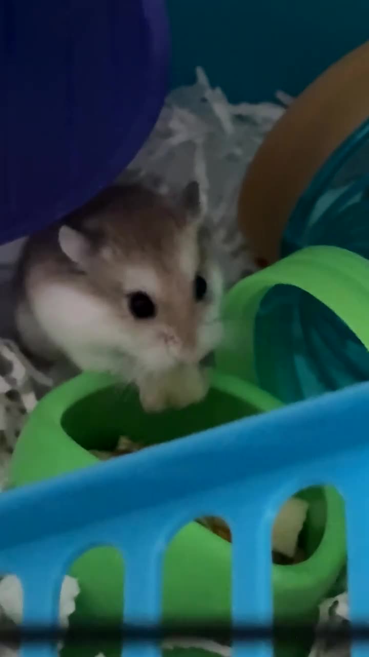 Hamster rodents for sale: Russian dwarf Hamster  in Gloucester - Video 1
