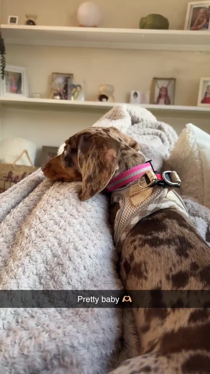 Miniature Dachshund dogs for sale: Miniature Dachshund - Isabelle dapple  in Bingley - Video 1