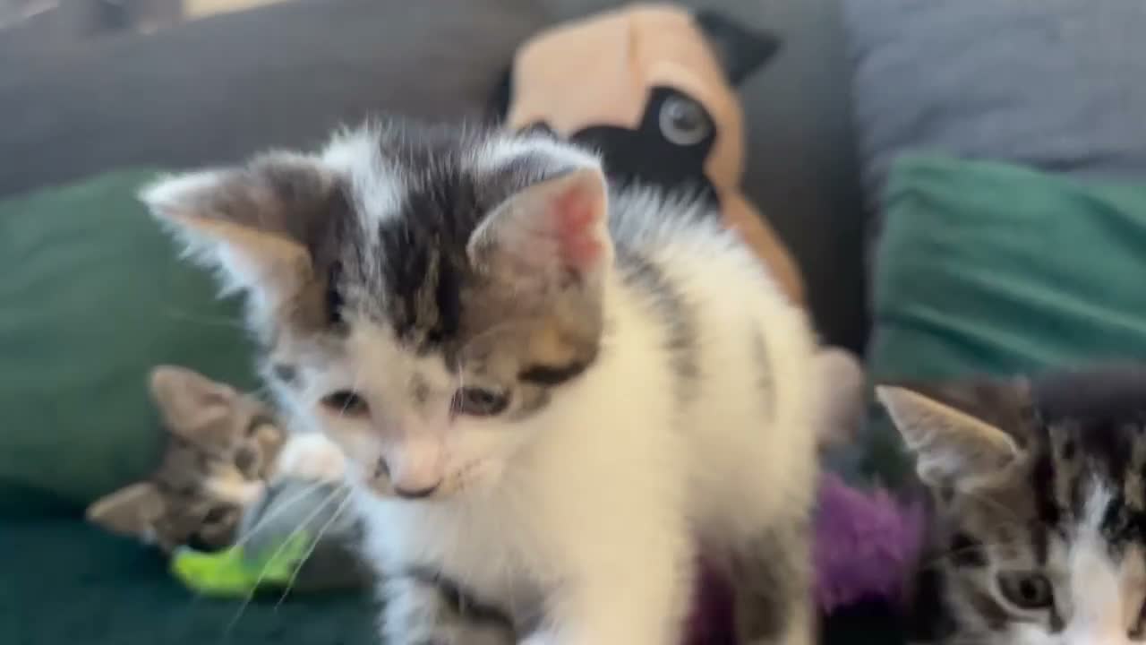 Mixed Breed cats for sale: 3 Beautiful Tabby & White Kittens - Video 2