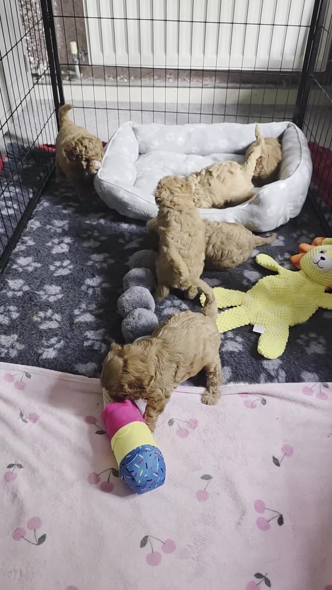 Cavapoo dogs for sale: beautiful litter of 6  in Dudley - Video 1