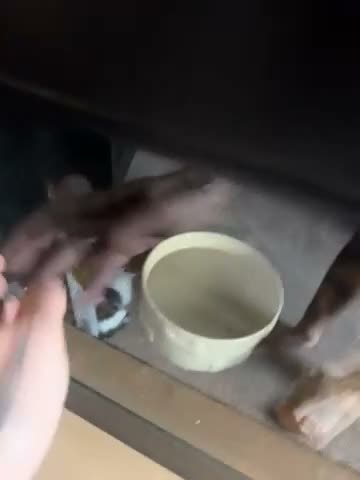 Python Snake reptiles for sale: Beautiful BCI Boa Constrictor - Video 1