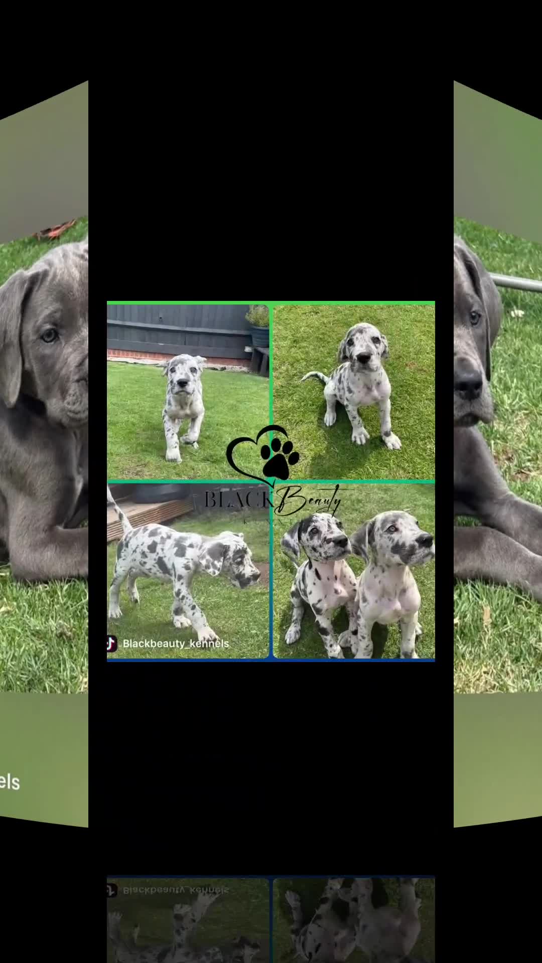 Mixed Breed dogs for sale: Italian Daniff - Great Dane x Cane Corso £1000 - Video 1