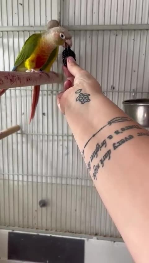 Conures birds for sale: Pair pineapple count - Video 2