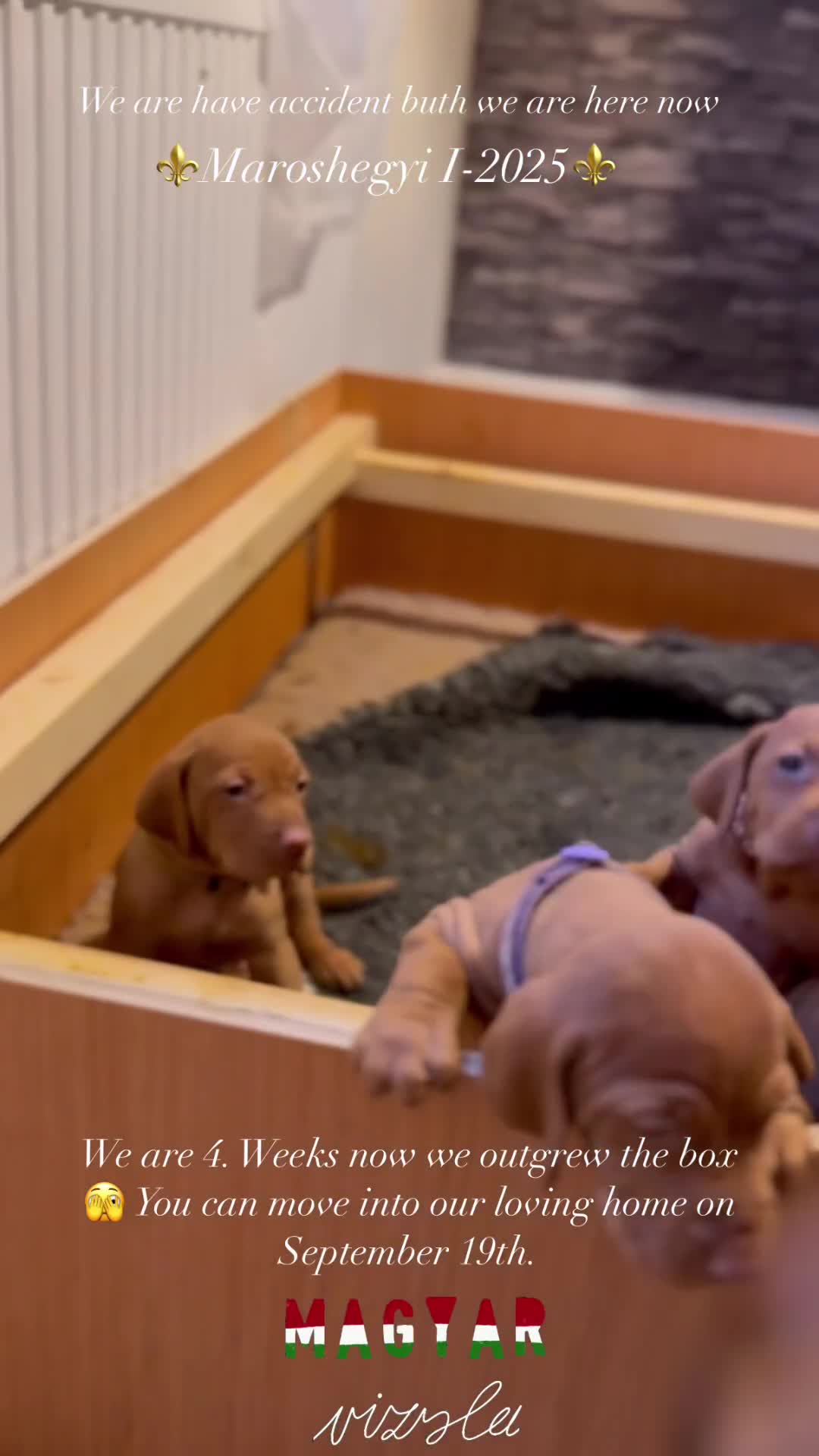 Hungarian Vizsla dogs for sale:   ⚜️Hungarian Vizsla puppies⚜️ - Video 3