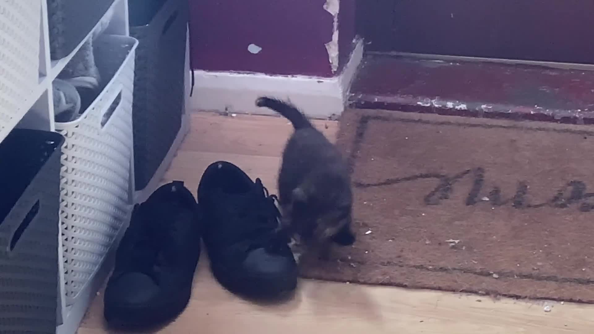 Mixed Breed cats for sale: Last female kitten wanting her forever home xx in Dagenham - Video 1