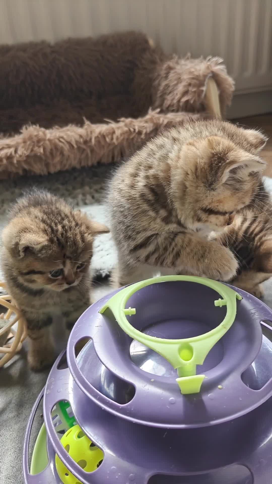 British Shorthair cats for sale: Beautiful British Shorthair Kittens - Video 1