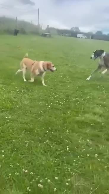 Mixed Breed dogs for adoption: LUCIA - ALL HEART ❤️ CUDDLES & FUN in Derby - Video 1